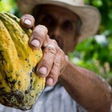 man picking cocoa bean for chocolate