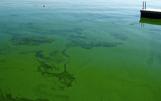 blue-green algae floating on a lake surface