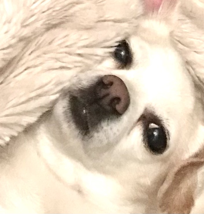 Pets Battling Allergy Season: How to Help Your Furry Friend